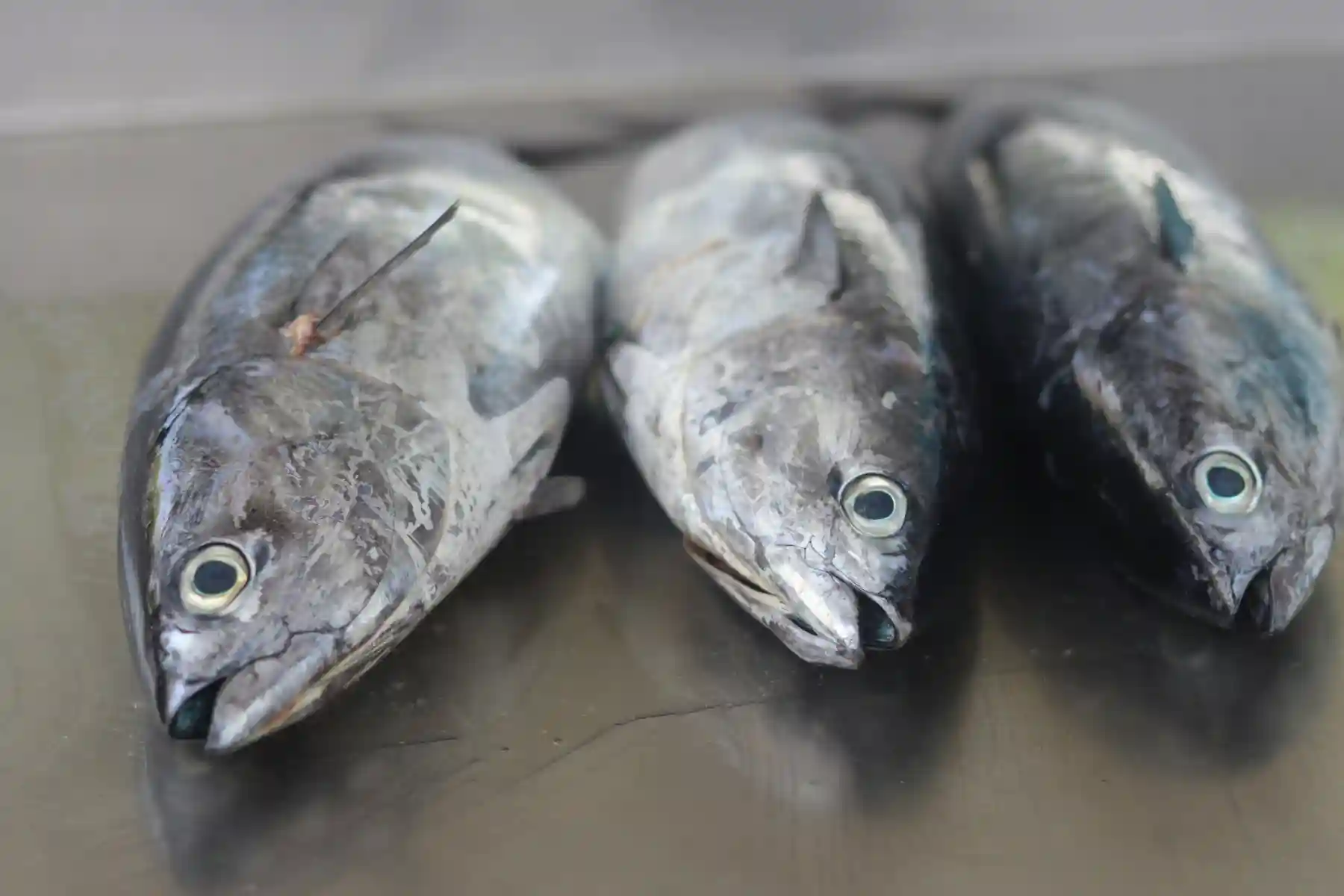 Seer Fish
